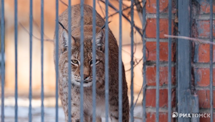 Северский зоопарк: уличные животные не страдают от сильного мороза