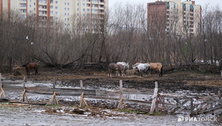 Мода на ипповенцию: чем живут конюшни и есть ли в Томске конный спорт
