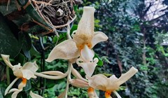 Клон глазастой орхидеи зацвел спустя девять лет в Ботсаду ТГУ