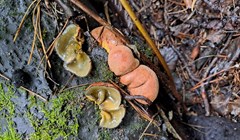 Ученые ТГУ нашли в регионе оранжевый тропический гриб с зеленой слизью