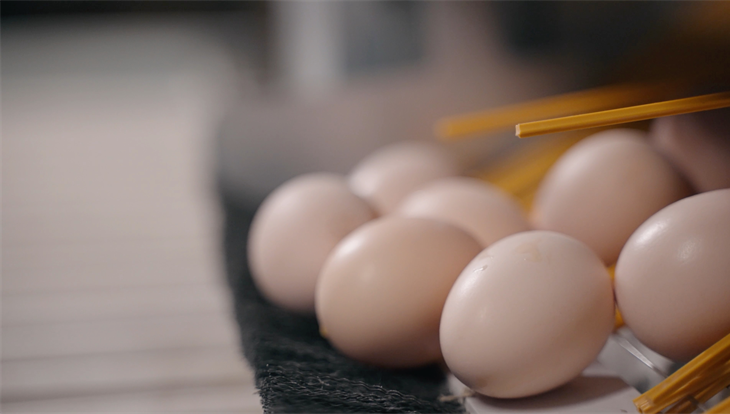 Томская компания Сибагро на 90% заместила импорт инкубационных яиц