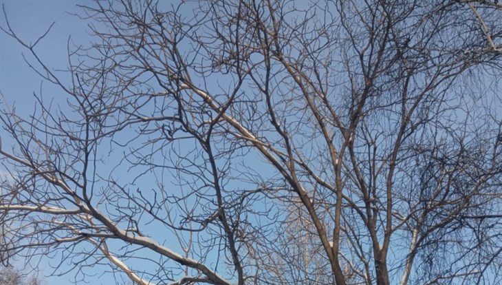 Власти Томска отказались от планов по сносу 2 ореховых деревьев