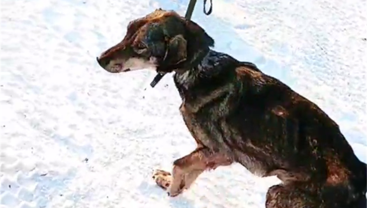Томские зоозащитники приютили 5 собак, эвакуированных из Бурятии