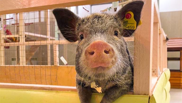 Зоопарк вернул томичке деньги за лечение дочери после укуса свиньи