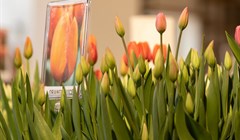 Dow Jones и суперпопугай: выставка тюльпанов открылась под Томском