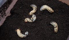 Томские ученые предлагают использовать копролиты жуков как биогумус
