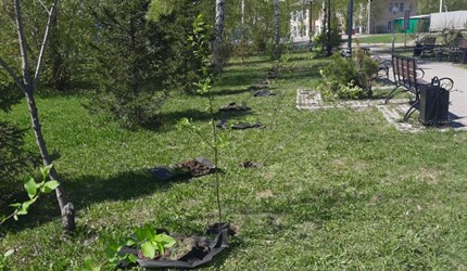 Краснолистную черемуху, чебушник и маньчжурский орех высадят в Томске