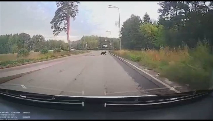 Медвежонок прогулялся по Академгородку Томска