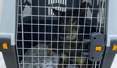 Томские кошки и собаки в 2025г чаще всего путешествуют в Узбекистан