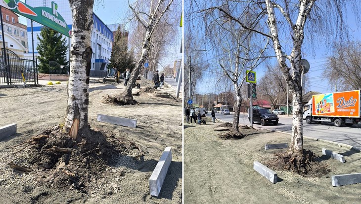 Подрядчик обязуется высадить втрое больше деревьев на Фрунзе в Томске
