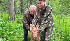 Томичи спасли унесенного течением Томи лосенка у села Курлек