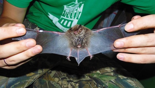 Ученый ТГУ обнаружила сибирских клещей у африканских летучих мышей