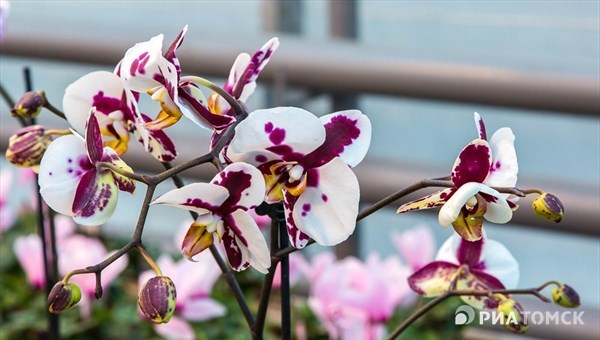 Ученые ТГУ обновили комплекс для выращивания исчезающих видов орхидей