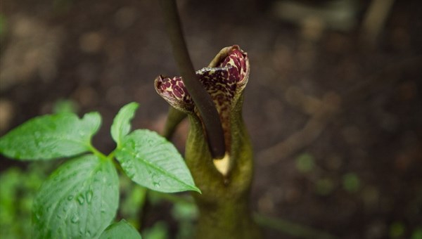 Лилия вуду с запахом навоза зацвела в ботаническом саду ТГУ