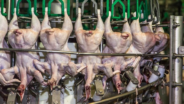 Более 600 тонн томской курятины отправлено в Китай за 5 месяцев 2019г