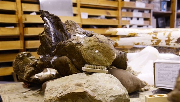 Останки титанозаврида могут быть выставлены в главном корпусе ТГУ