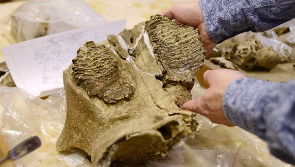 TSU scientists made a film about Siberian sanatorium of mammoths