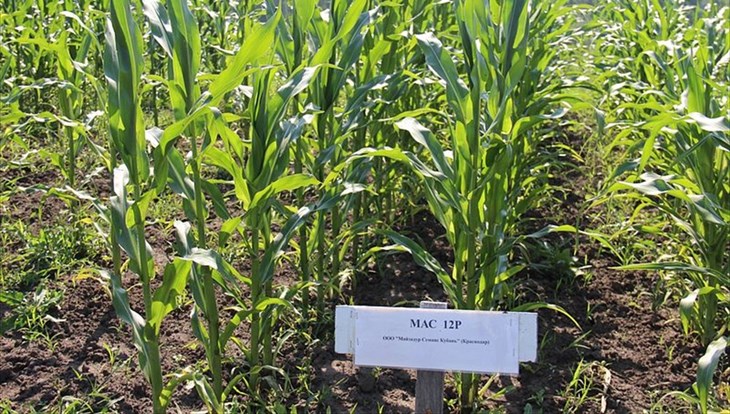 The French will teach Tomsk citizens to grow ice corn