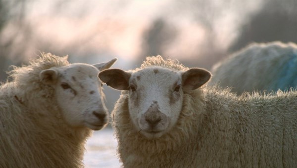 Томские фермеры хотят разводить овец, пчел и рыб на средства гранта