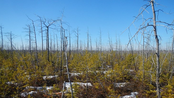 TSU scientists opened research station at the Vasyugan swamp