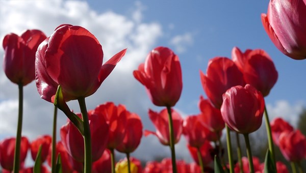 Томичи голосуют за то, чтобы оставить тюльпаны на клумбах города