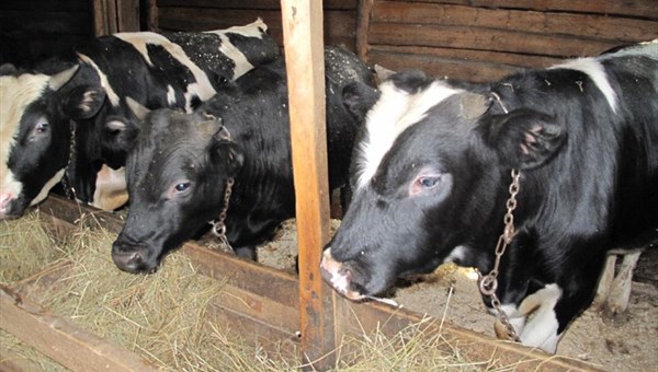 Томичи создадут солярий для коров, чтобы улучшить качество молока