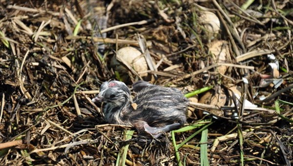 Томский эксперт: дожди и холод приведут к гибели птенцов и зайчат