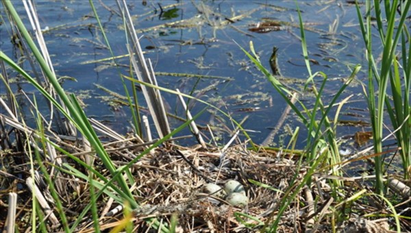 Прокуратура нашла нарушения на 1,7 млн руб при очистке томских озер