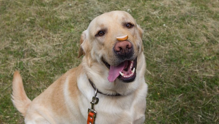 Ученый ТГУ нашел способ доказать, что собаки способны к эмпатии