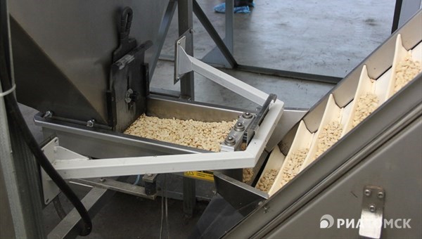 Безотходное производство кедрового ореха запустят в Асино к 2016г