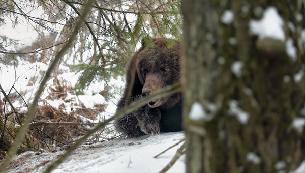 Эксперт: медведи стали реже выходить к людям в Томской области в 2017г