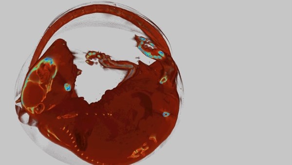 Ученые ТПУ впервые в РФ создали микротомограф для лабораторных мышей