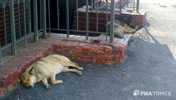 Крематорий для бродячих собак появится в Томске к 2016г