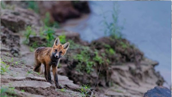 В двух районах Красноярского края обнаружили бешеных лисиц