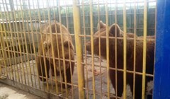 Томичи начали сбор подписей в защиту медведей в кафе Гоар