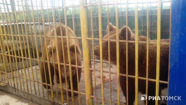 Медведь, живущий при шашлычной в Томске, откусил руку девушке