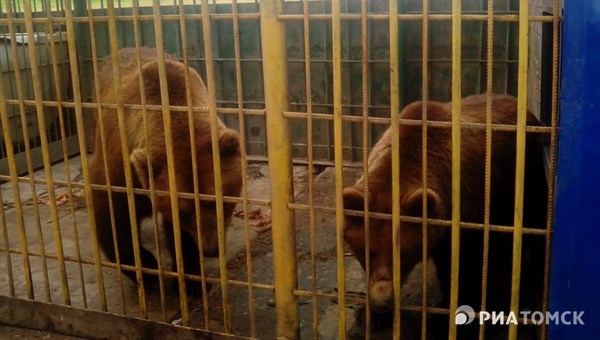 Владелец Гоара: томичка сама перелезла через ограду к медведю