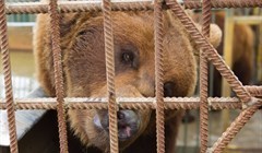 Как живут медведи при кафе-шашлычной Гоар в Томске: фото с места ЧП