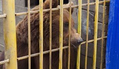 Охранник появился возле медведя, который травмировал женщину в Томске