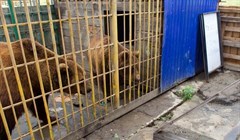 Медведей из Гоара, ранивших томичку, готовят к отправке в Москву