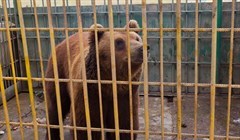 Московский фонд готов забрать медведя, откусившего руку томичке