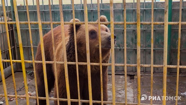 Московский фонд готов забрать медведя, откусившего руку томичке