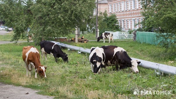 Глава Молчанова: площадки для выгула коров селу нужнее, чем собачьи
