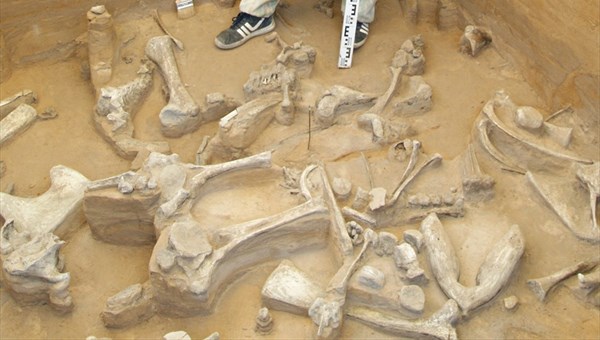 Палеонтологи ТГУ отправились искать остатки динозавров под Красноярск