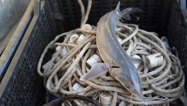 Томские рыбаки в 2017г смогут выловить 70 тонн пеляди и стерляди