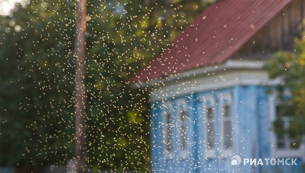Эксперт: мошка атакует Томск из-за резкого потепления