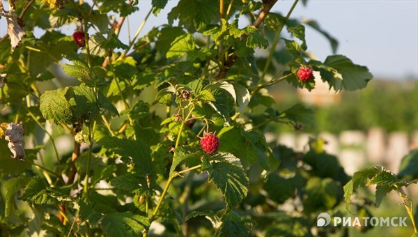 Сады крыжовника, ирги и малины появятся под Томском в 2023г
