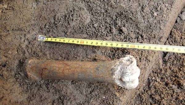 Ученые ТГУ нашли останки древней лошади и бизона под Новосибирском