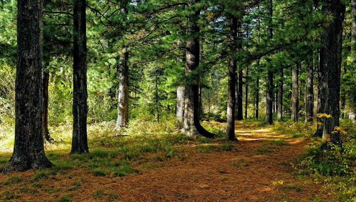 Специалисты нашли 8 очагов распространения шелкопряда в томских лесах