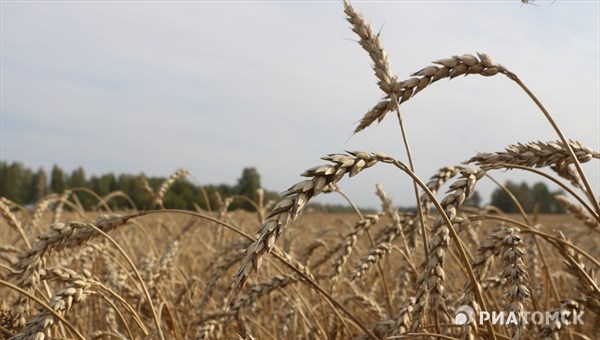 Темпы уборки зерна в Томской области в 4 раза ниже, чем в 2017г